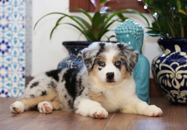 A Kings Castle's Blue merle mini Australian Shepherd