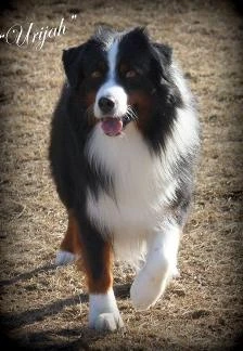 Beautiful boy!  Bred here at A Kings Castle