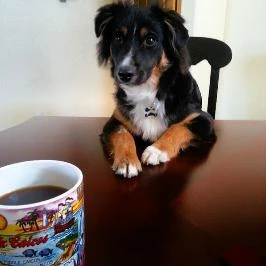 Brody Black tri mini aussie.  He thinks he is human.