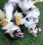 Australian Shepherds playing