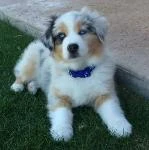Blue merle mini aussie in the grass
