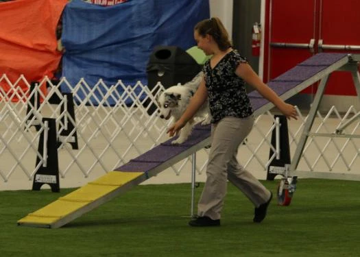 LIberty on the bridge in agility