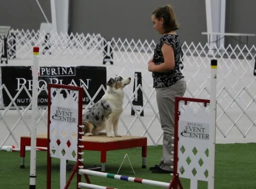 LIberty in agility