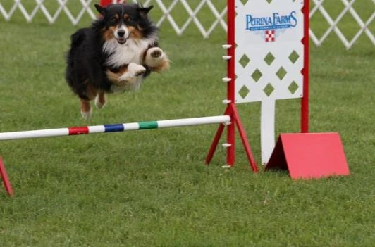 Doc in Agility Jumpers 