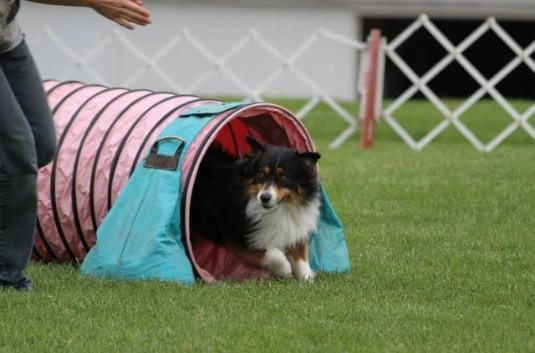 Doc in tunnels during MASCA nationals agility