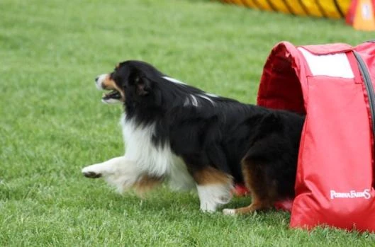 Dog in tunnels