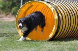 Bailey in agility