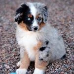 Blue merle mini Aussie in the gravel 