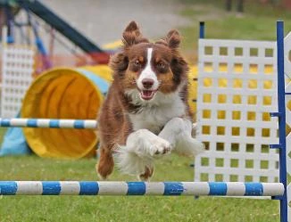 miniature australian shepherd Que agility jumps