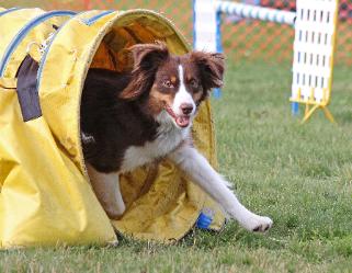 Que mini aussie  in agility tunnel