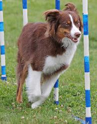 red tri mini aussie Que agility weaving poles