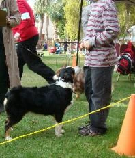 Black Tri aussie in dog show