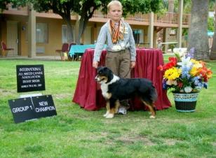 My son's first mini aussie show