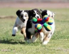 Miniature Australian Shepherd Puppies Playing
